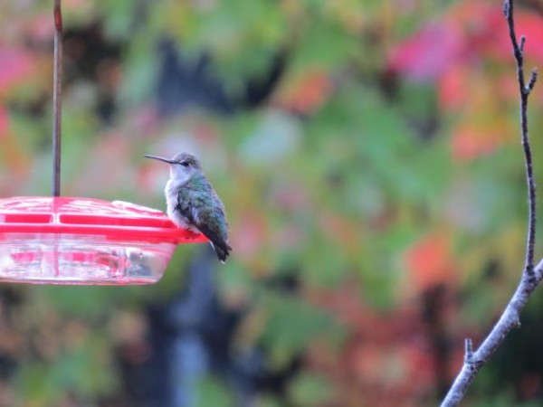 hummingbird