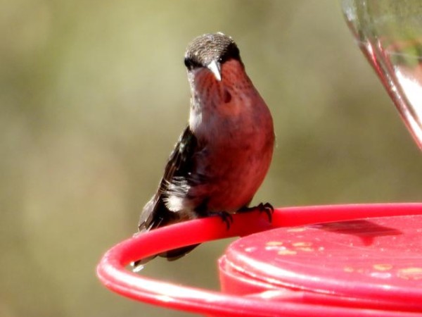 hummingbird