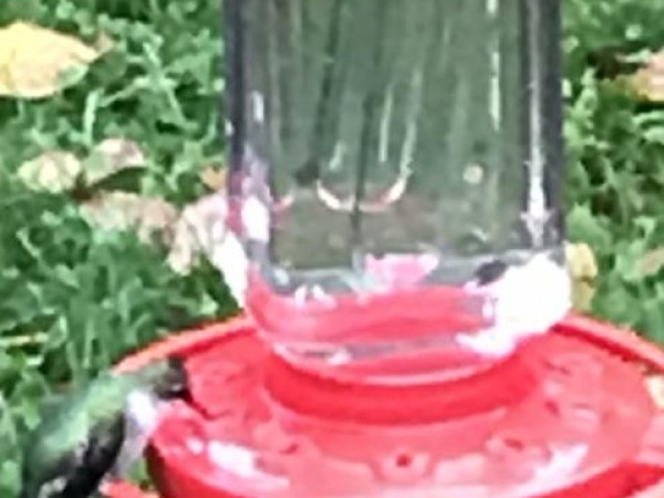 hummingbird