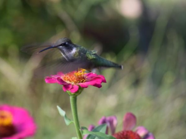 hummingbird