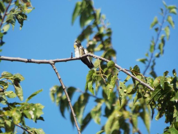 hummingbird