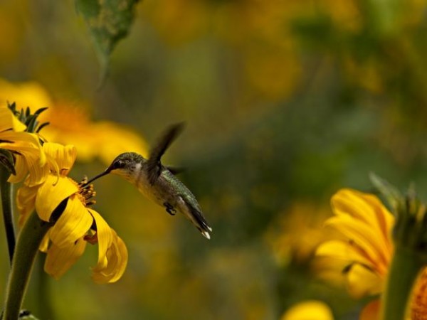 hummingbird