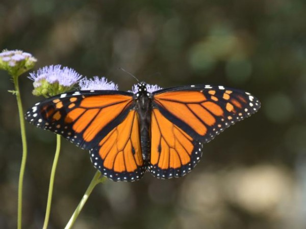 monarch