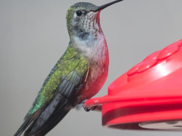 hummingbird