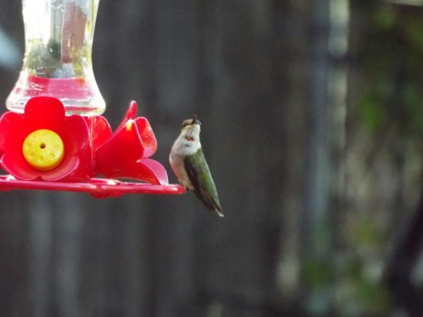 hummingbird