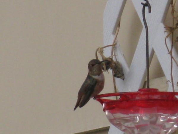 hummingbird