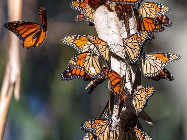 monarch