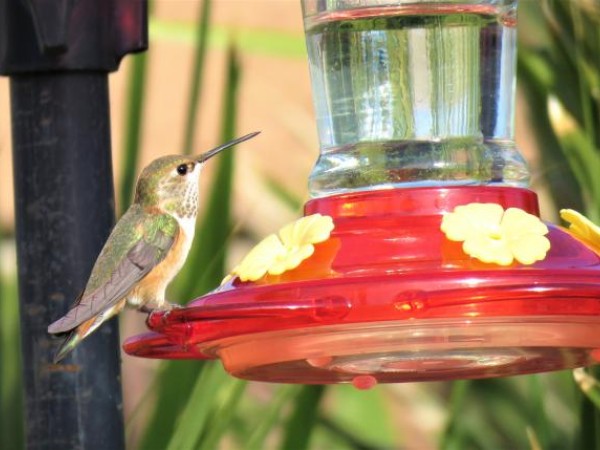 hummingbird