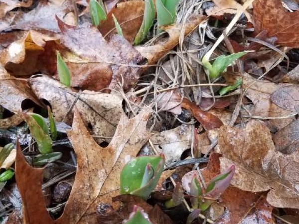 Tulips emerging. 