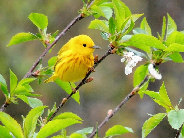 Yellow warbler on a branch.