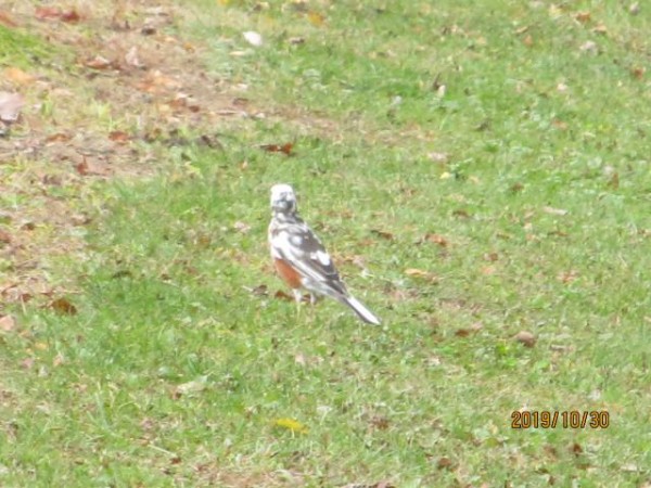 a leucistic Robin