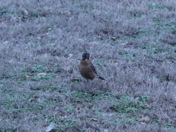 flock of robins