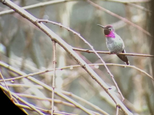 Anna's hummingbird