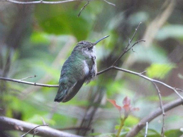 Ruby throated hummingbird