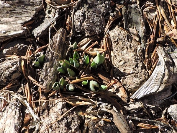 Early tulip emergence.