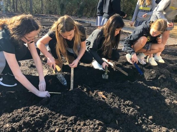 Students find emerging tulips.