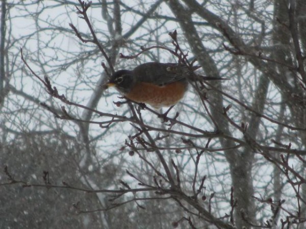 Robin eating fruit.