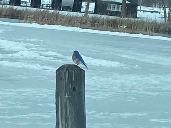 Bluebird on a post.