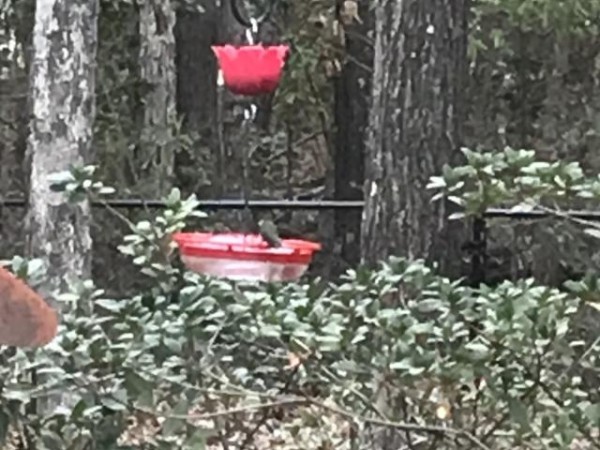 Ruby throated hummingbird