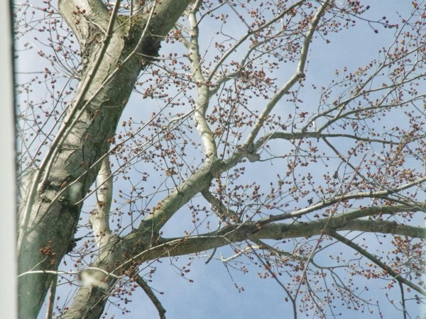 Flowering silver maple.