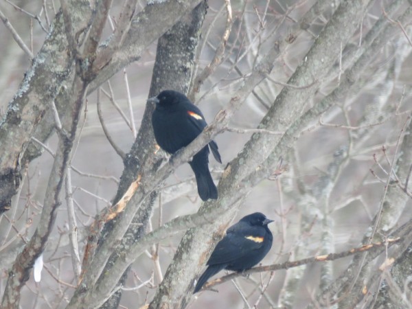 Red-winged blackbirds perched in a tree.