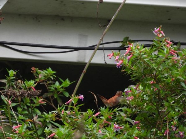 Rufous hummingbird