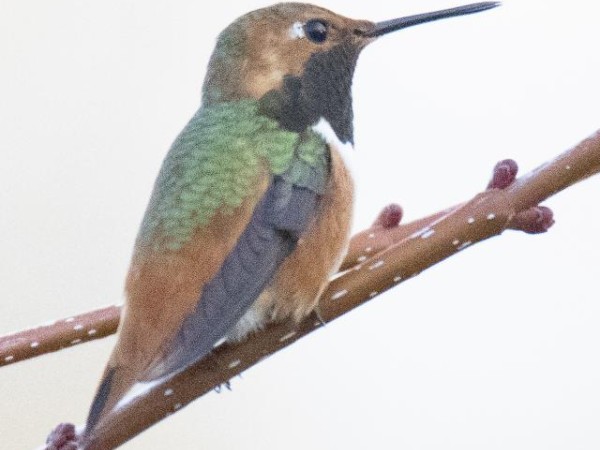 Rufous hummingbird