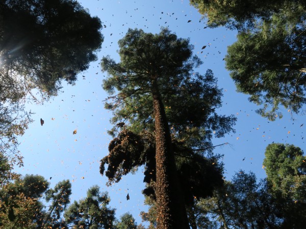 Taking Flight Monarchs