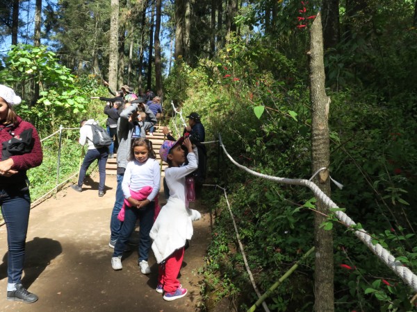 Peak viewing for monarch sanctuaries