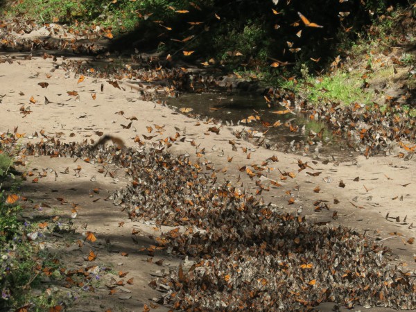 Warm Temps, Seeking Water