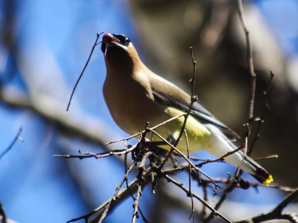 Cedar Waxwing foraging in tree.