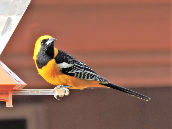 Hooded oriole at feeder.