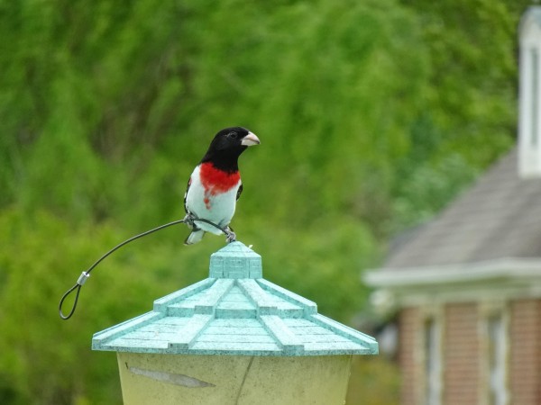 Rose-breasted grosbeak on feeder.