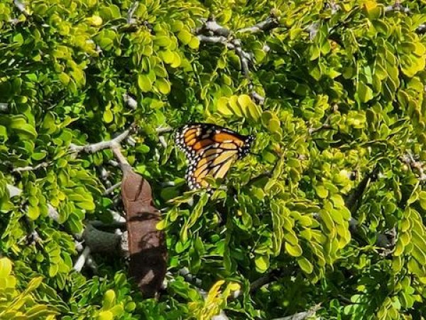 monarch resting on tree