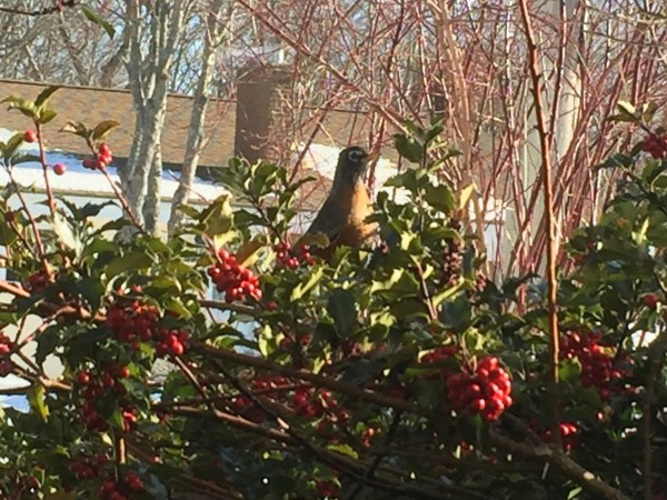 Robin looking for berries.