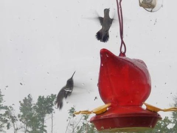 Ruby throated hummingbird