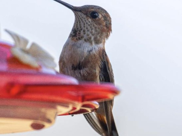 Rufous hummingbird