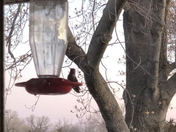 hummingbirds