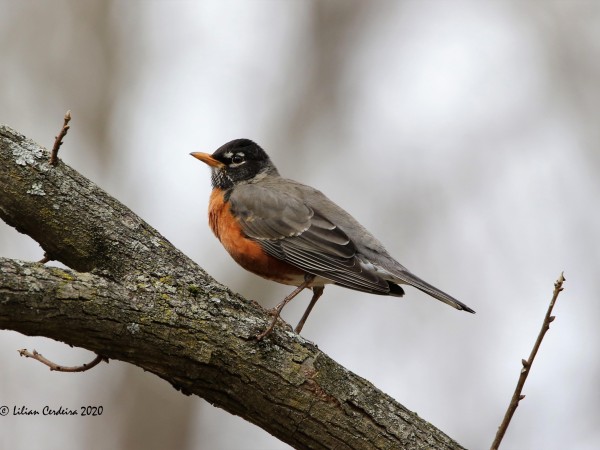 Close-up of robin on a branch.