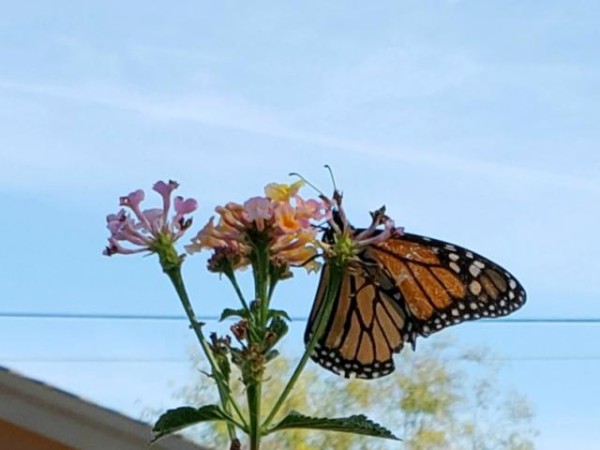 faded wing monarch