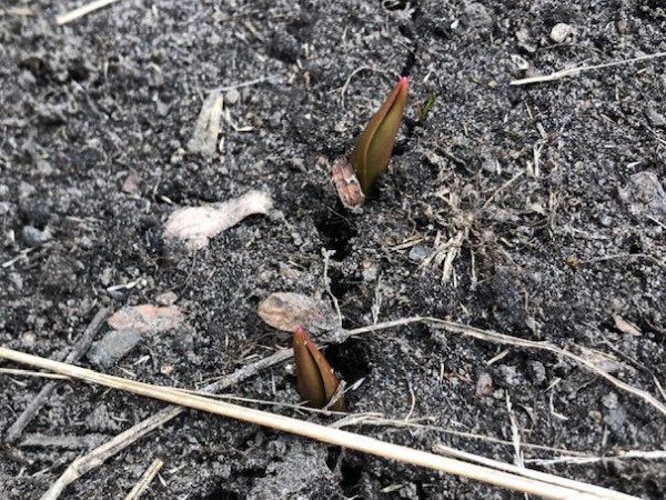 Tulips just emerging.