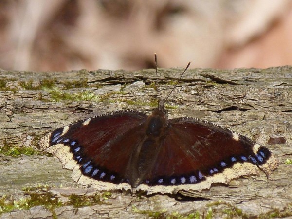 mourning cloak butterfly