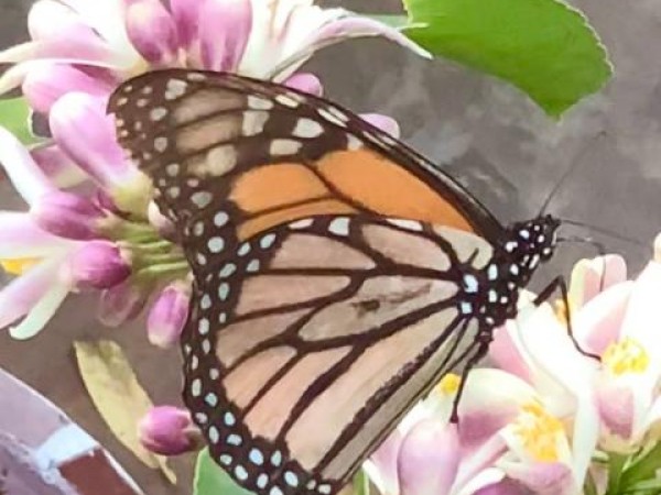 monarch nectaring