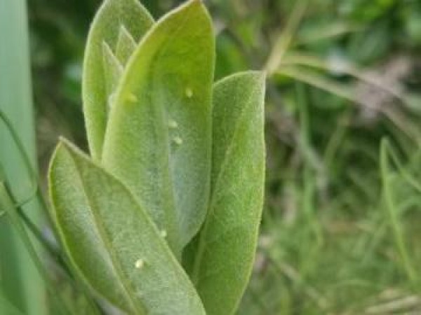 monarch eggs