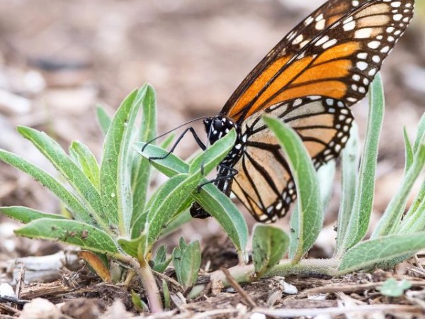 female monarch laying egg