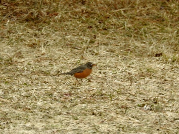 Robin on ground.