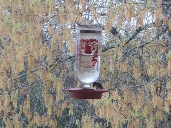 Ruby throated hummingbird