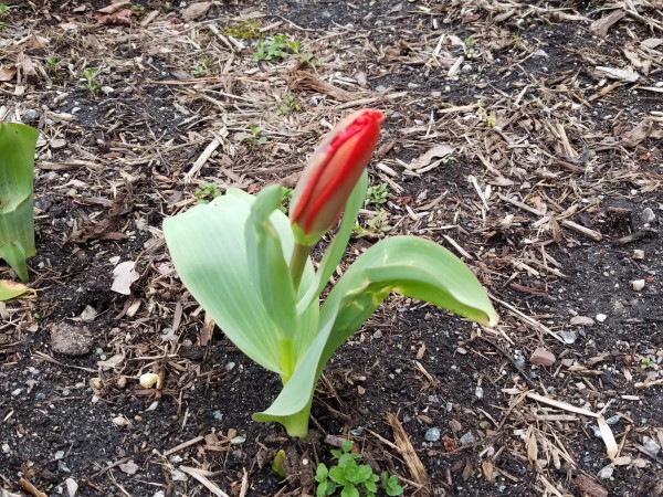 Tulip ready to bloom