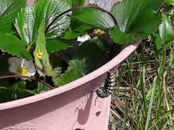 larva monarchs