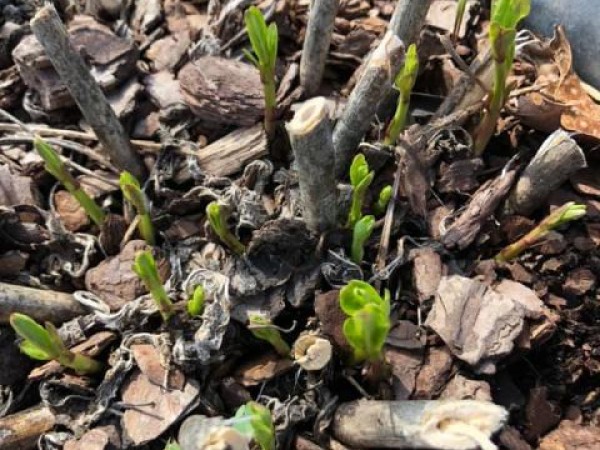 milkweed